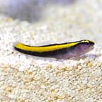 Gold Line Goby - Tank-Bred